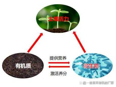 植物肥料制作过程（植物肥料的作用）-图3