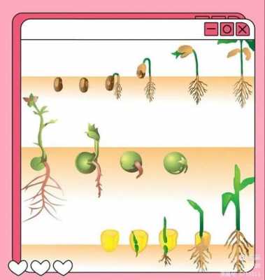 种子演变过程图片（种子的变化过程图画）-图2
