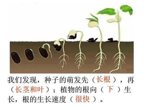 种子演变过程图片（种子的变化过程图画）-图1