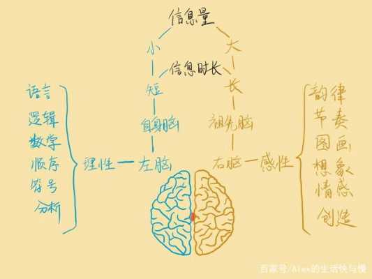 大脑记忆过程的特点（大脑记忆的三大规律）-图2