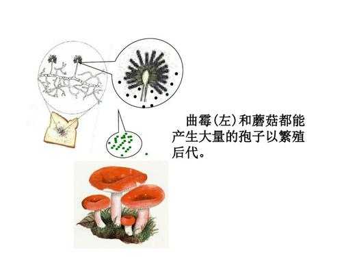 蘑菇产生孢子的过程（蘑菇产生孢子的视频）-图1