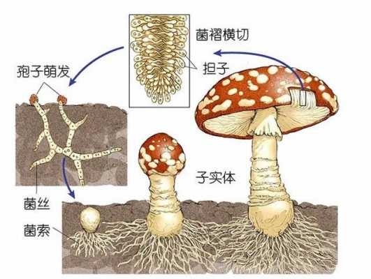 蘑菇产生孢子的过程（蘑菇产生孢子的视频）-图3