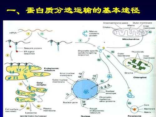 关于蛋白质的分选过程的信息-图1