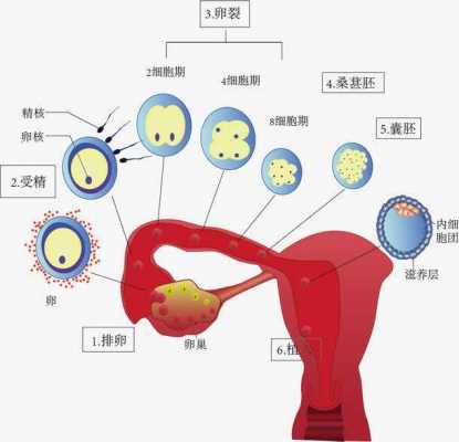 卵子的发育过程（卵是怎么发育变化的）-图3
