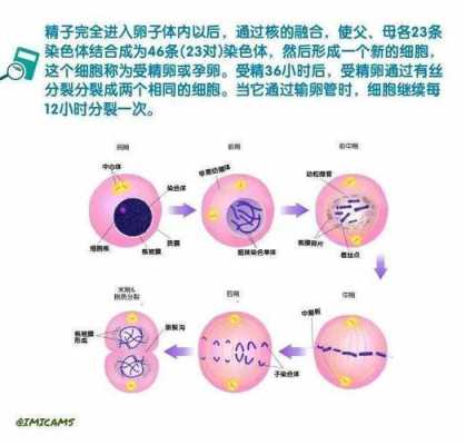 精卵形成的过程（精卵形成过程的dna染色体数量）-图1