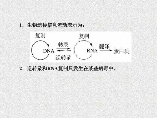 遗传信息的转录的过程（遗传信息转录的原则）-图3