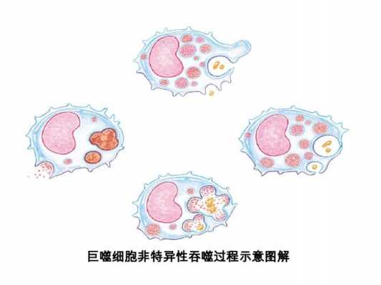 吞噬细胞的吞噬过程（吞噬细胞的吞噬过程图片）-图2