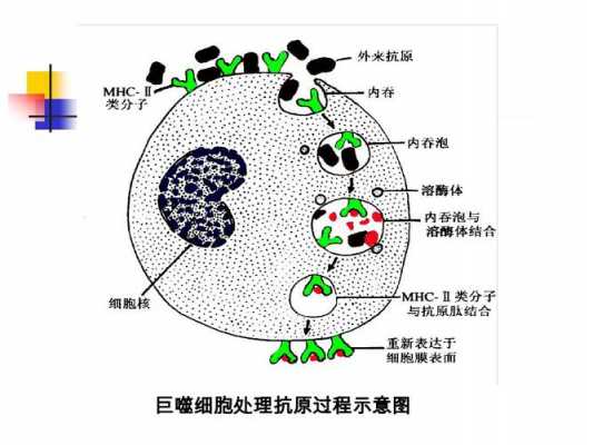 吞噬细胞的吞噬过程（吞噬细胞的吞噬过程图片）-图3