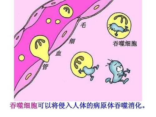 吞噬细胞的吞噬过程（吞噬细胞的吞噬过程图片）-图1