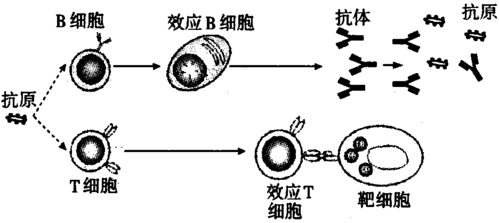 抗体成熟过程（抗体成熟过程是什么）-图2
