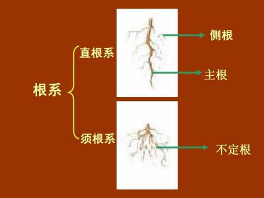 侧根发育过程（侧根的发育）-图2