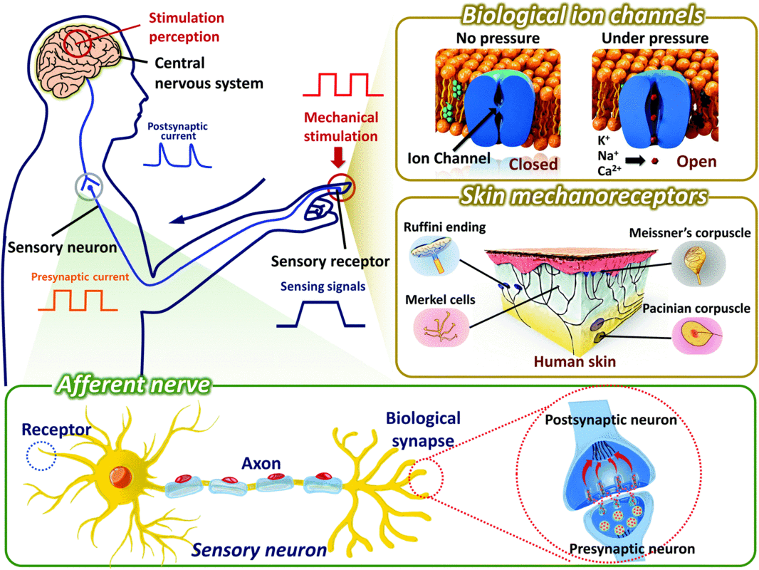 触觉神经过程（触觉神经过程图解）-图1
