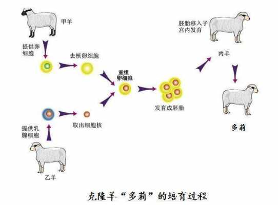多利羊的克隆过程图解（多利羊是怎样克隆出来的他与一般的羊有什么区别）-图1