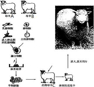 多利羊的克隆过程图解（多利羊是怎样克隆出来的他与一般的羊有什么区别）-图2