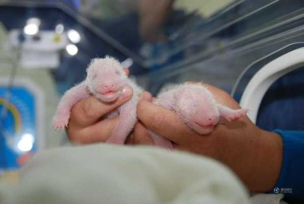 熊猫宝宝出生过程（熊猫宝宝的出生过程）-图3