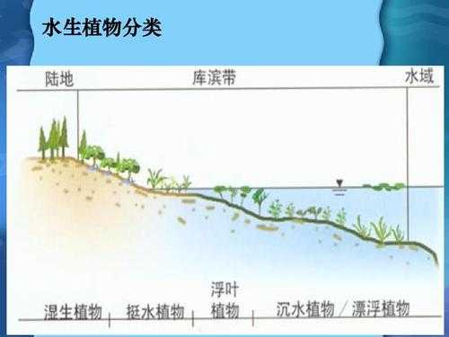 水生植物生长过程（水生植物的生长方式是怎样的）-图3