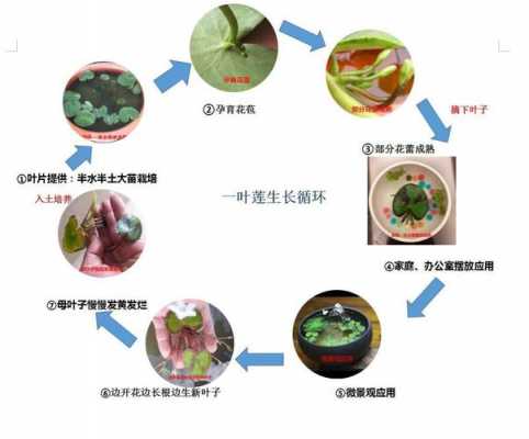 水生植物生长过程（水生植物的生长方式是怎样的）-图1
