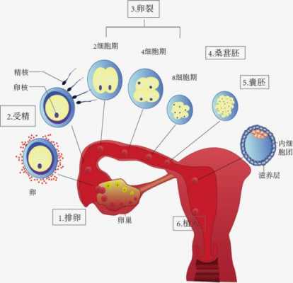 受精过程文化版（受精的过程是什么样的）-图1
