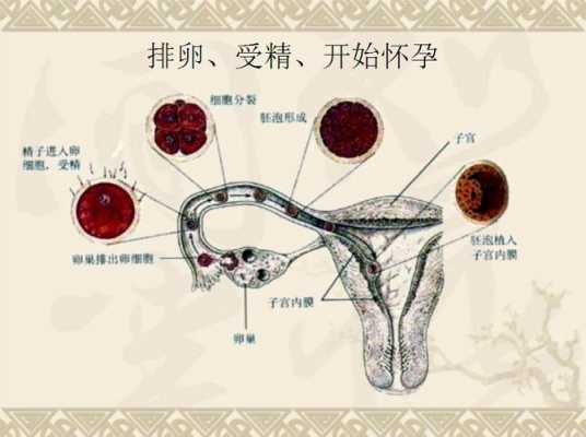 受精过程文化版（受精的过程是什么样的）-图2