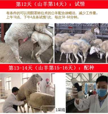 羊繁殖的过程（羊的繁殖方法）-图2