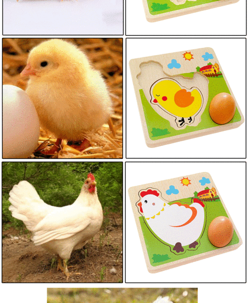小鸡长大的过程图片（小鸡长大了的图片）-图2
