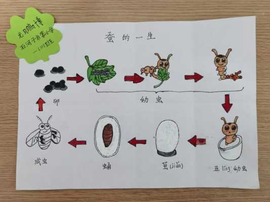 蚕出卵过程图片（蚕出卵的过程）-图1