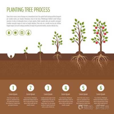 树木成长过程图（树木成长过程图怎么画）-图3