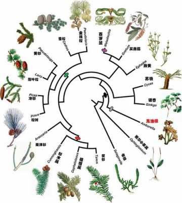 植物叶进化过程（植物进化阶段）-图1