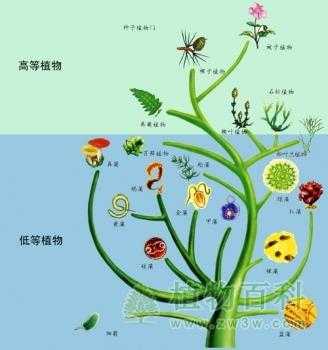 植物叶进化过程（植物进化阶段）-图3