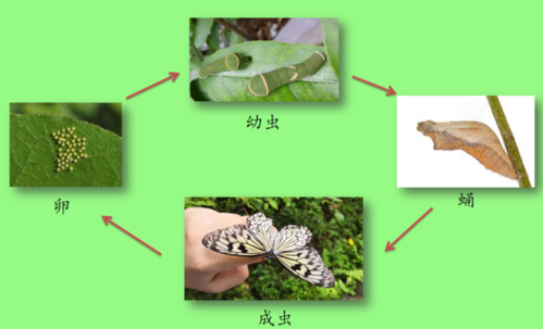 蝴蝶发育过程讲解（蝴蝶的发育阶段是什么）-图1
