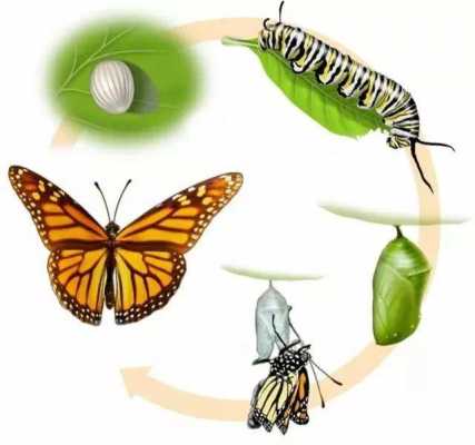 蝴蝶发育过程讲解（蝴蝶的发育阶段是什么）-图2