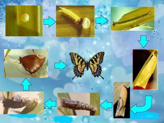 蝴蝶发育过程讲解（蝴蝶的发育阶段是什么）-图3