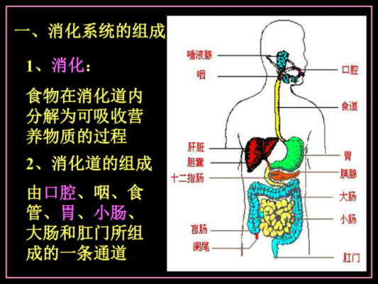 食物被人消化的过程（食物被人消化的过程图片）-图3