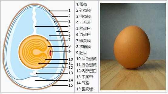 蛋的产生过程（蛋的形成包括哪几个部分?）-图1