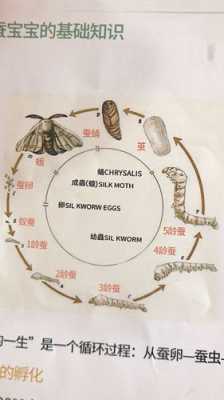 春蚕生物发育过程（春蚕的生长过程和形态变化）-图1