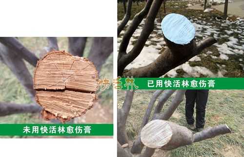 树木木质愈合过程（树木愈合剂怎么用）-图3
