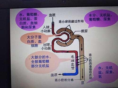 尿液的行程过程（尿液行成过程）-图2