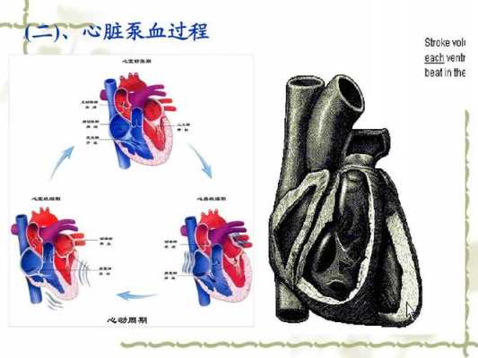 简述心脏泵过程（简述心脏的泵血过程有哪些阶段）-图2
