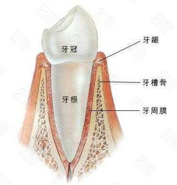 牙根形成过程6（牙根形成术概念）-图1