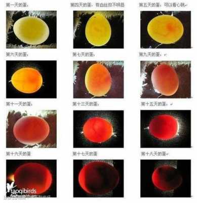 鹦鹉鸟蛋孵化过程（鹦鹉鸟蛋孵化过程图）-图2