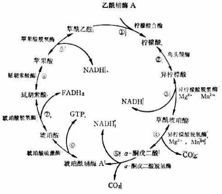 三羧酸循环的过程（三羧酸循环的过程是在 输入答案 完成的亚细胞层面）-图3