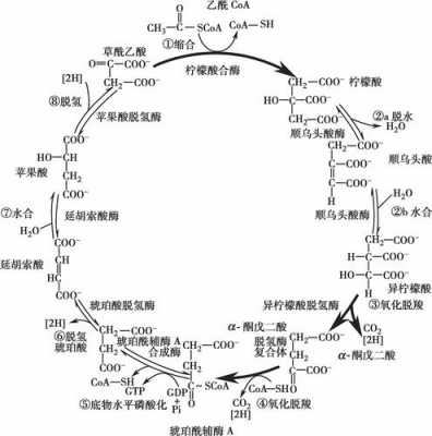 三羧酸循环的过程（三羧酸循环的过程是在 输入答案 完成的亚细胞层面）-图1
