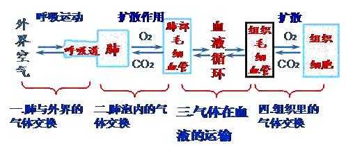 组织利用氧的过程（组织利用氧的过程有哪些）-图3