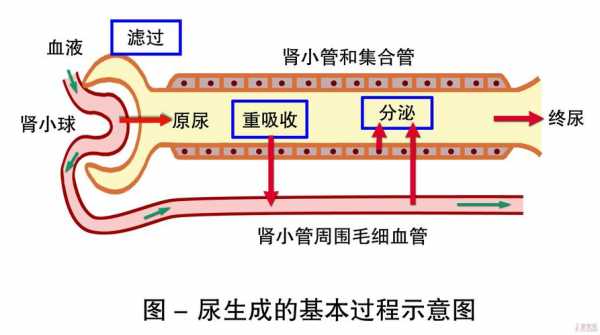 生物尿液的形成过程（生物尿液形成的两个过程）-图2