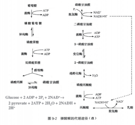 糖酵解的过程和关键酶（糖酵解途径的关键酶是哪三个）-图2