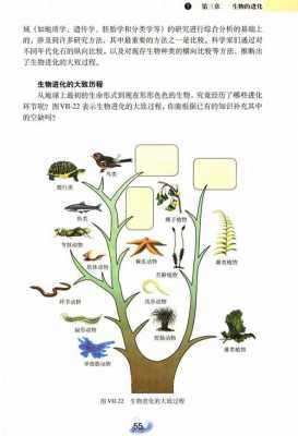 生物进化过程图解（生物进化历程流程图）-图1