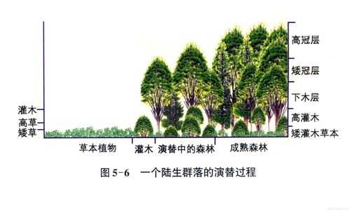 森林群落演替的过程（研究森林群落演替的意义是什么?）-图2