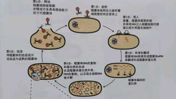 噬菌体的入侵过程（噬菌体侵入细胞过程）-图2