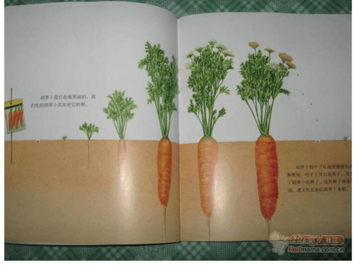 萝卜的生长过程图片（萝卜的生长过程图片 步骤）-图2