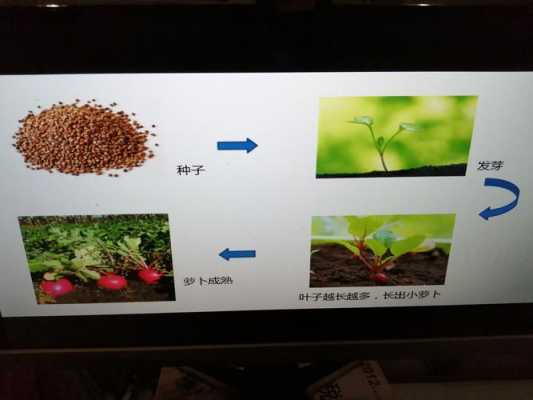 萝卜的生长过程图片（萝卜的生长过程图片 步骤）-图1